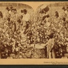 Cotton is king - A plantation scene, Georgia.