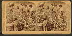 Cotton is king - A plantation scene, Georgia.