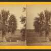 The Palmetto.
