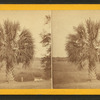 The Palmetto.