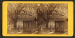 Coming from the well, Wormsloe, the DeRenne Plantation, Isle of Hope.