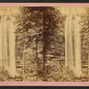 Toccoa Falls, N.E. Ga..