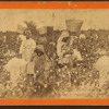 Picking cotton.