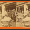 Sampling cotton.