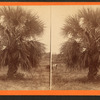 The Palmetto.