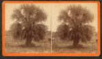 The Palmetto.