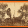 The Palmetto.