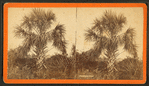 The Palmetto.