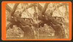 Large Oak tree covered with Spanish moss.