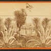 Spanish bayonet and century plant in a fenced garden.