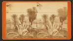 Spanish bayonet and century plant in a fenced garden.