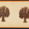 Palmetto trees.