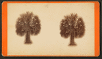 Palmetto trees.