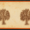 Palmetto trees.