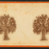 Palmetto trees.