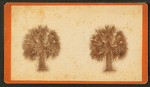 Palmetto trees.