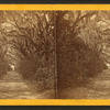 Bonaventure Cemetery.