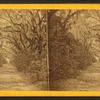 Bonaventure Cemetery.