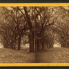 Avenue in Bonaventure.