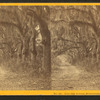 Live Oak Avenue, Bonaventure Cemetery, Savannah, Ga.