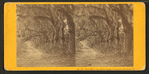 Live Oak Avenue, Bonaventure Cemetery, Savannah, Ga.