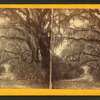 Live Oak Avenue, Bonaventure Cemetery, Savannah, Ga.