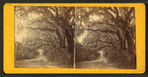Live Oak Avenue, Bonaventure Cemetery, Savannah, Ga.