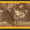 Live Oak Avenue, Bonaventure Cemetery, Savannah, Ga.