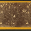 Live Oak Avenue, Bonaventure Cemetery, Savannah, Ga.