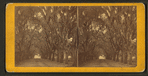 Live Oak Avenue, Bonaventure Cemetery, Savannah, Ga.