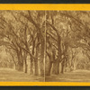 Live Oak Avenue, Bonaventure Cemetery, Savannah, Ga.