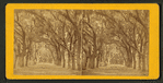 Live Oak Avenue, Bonaventure Cemetery, Savannah, Ga.