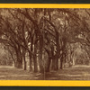 Live Oak Avenue, Bonaventure Cemetery, Savannah, Ga.