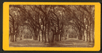 Live Oak Avenue, Bonaventure Cemetery, Savannah, Ga.