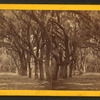 Live Oak Avenue, Bonaventure Cemetery, Savannah, Ga.