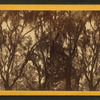 Live Oak Avenue, Bonaventure Cemetery, Savannah, Ga.