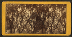 Live Oak Avenue, Bonaventure Cemetery, Savannah, Ga.
