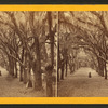 Live Oak Avenue, Bonaventure Cemetery, Savannah, Ga.