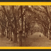 Live Oak Avenue, Bonaventure Cemetery, Savannah, Ga.
