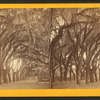 Live Oak Avenue, Bonaventure Cemetery, Savannah, Ga.