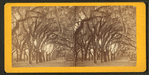 Live Oak Avenue, Bonaventure Cemetery, Savannah, Ga.