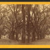 Live Oak Avenue, Bonaventure Cemetery, Savannah, Ga.