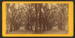 Live Oak Avenue, Bonaventure Cemetery, Savannah, Ga.