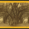 Live Oak Avenue in Bonaventure.