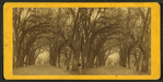 Live Oak Avenue in Bonaventure.
