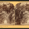 Moss Avenue, Bonaventure Cemetery, Savannah, Ga.