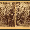 Bonaventure, Savannah, Ga.