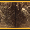 Live Oak Avenue, Bonaventure.