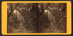 Live Oak Avenue, Bonaventure.