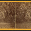 Live Oak Avenue, Bonaventure.